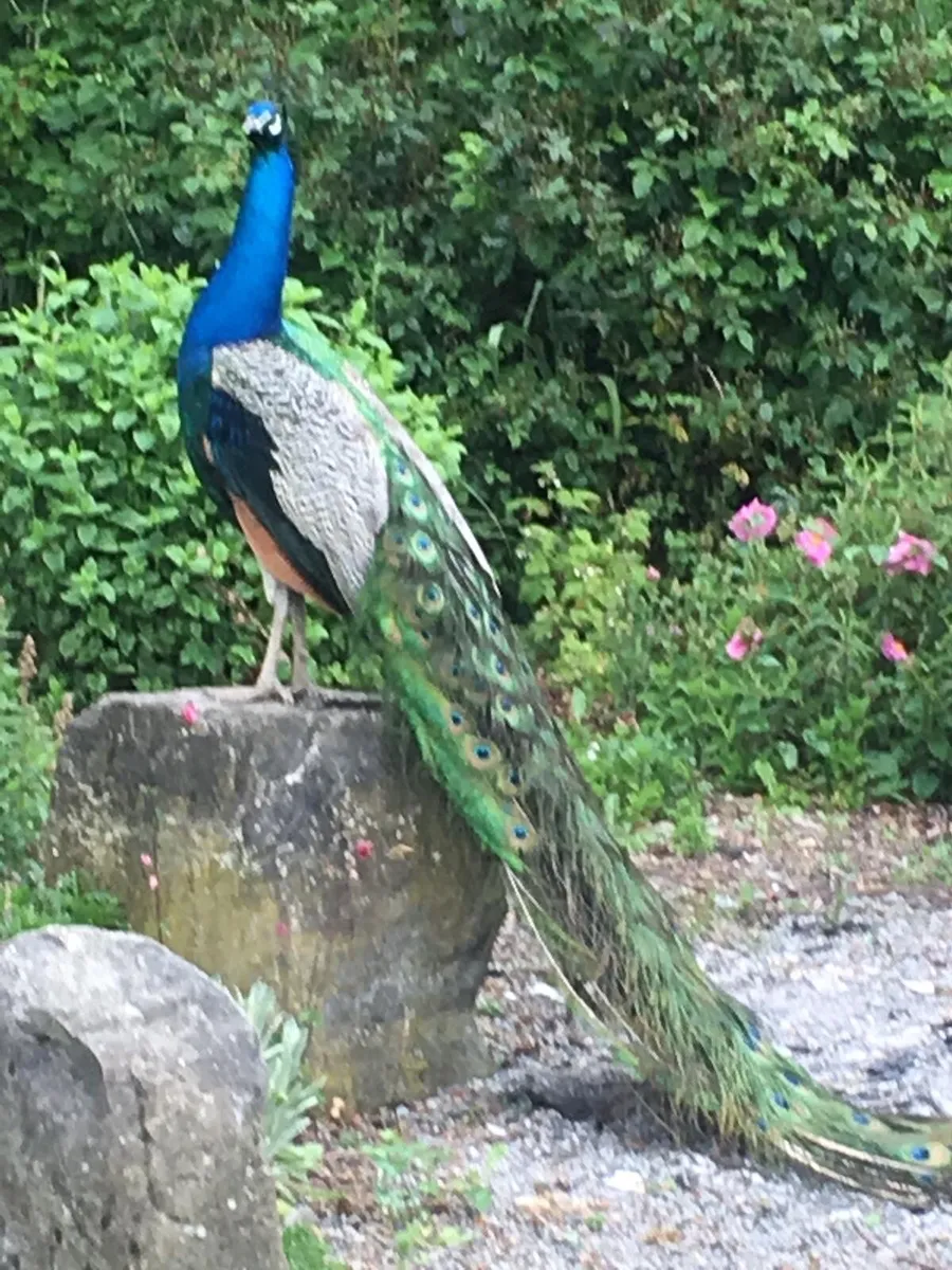 Indian Blue Peacock Fertile Eggs - Image 1