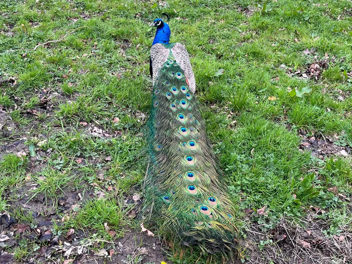 Indian Blue Peacock Fertile Eggs - Image 2
