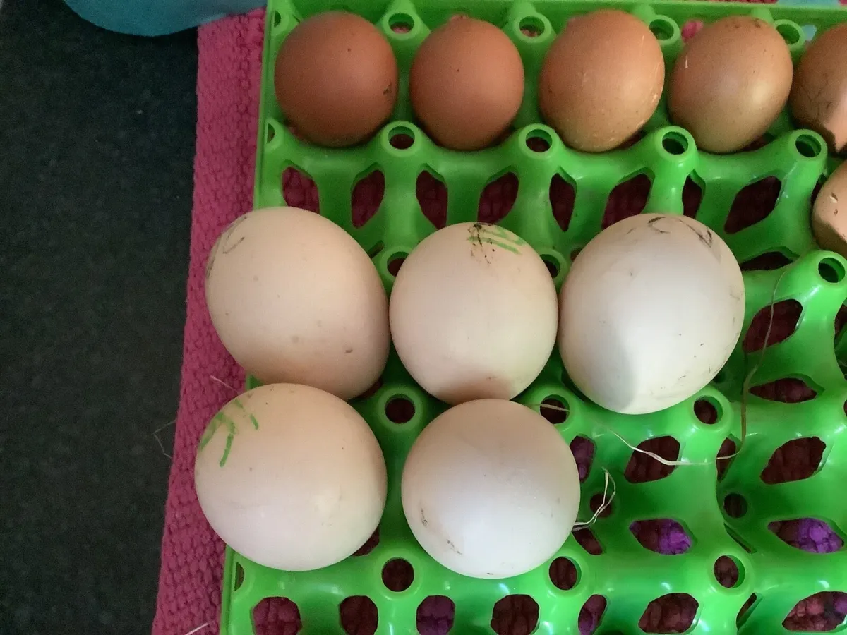Indian Blue Peacock Fertile Eggs - Image 3