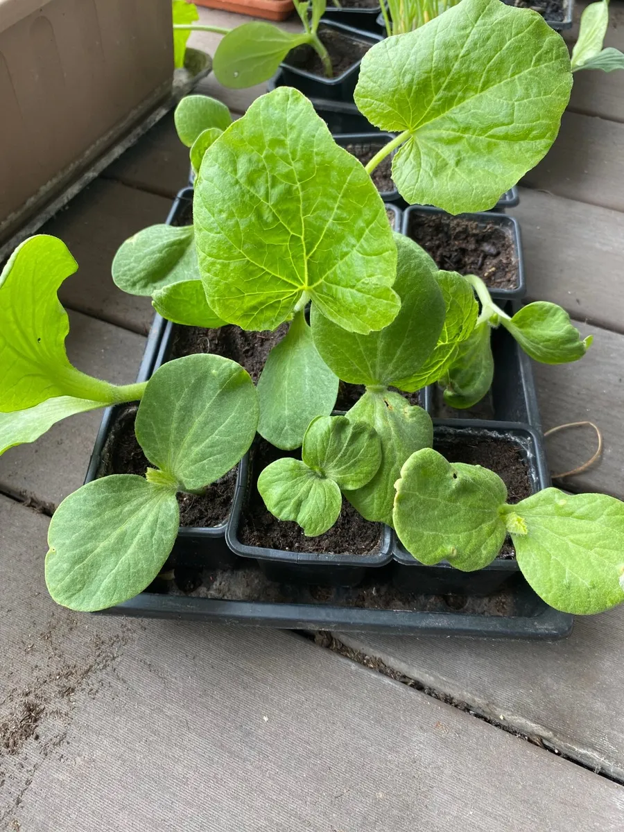Pumpkin seedlings