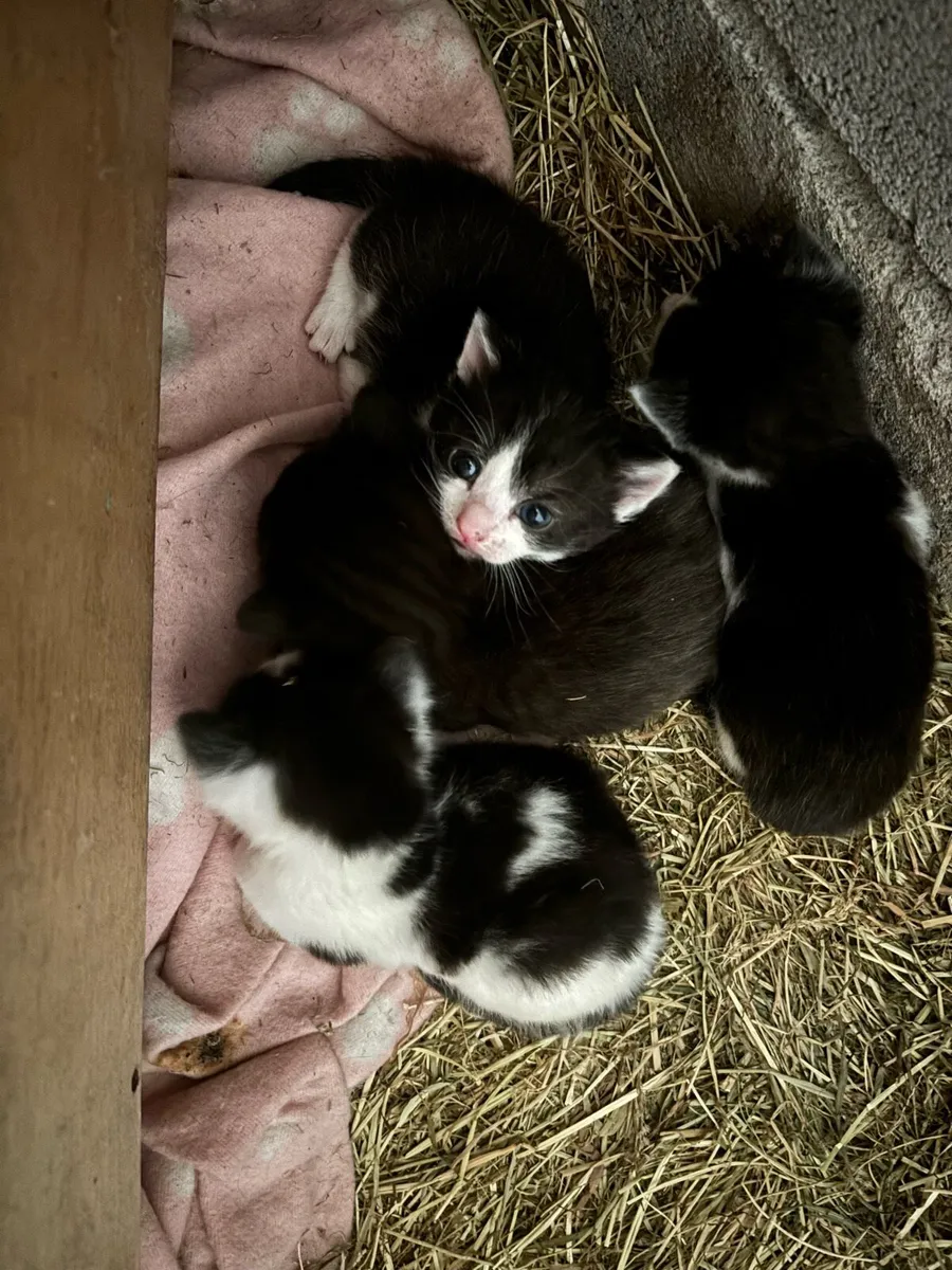 Kittens, just 1 male (all black) remaining - Image 1