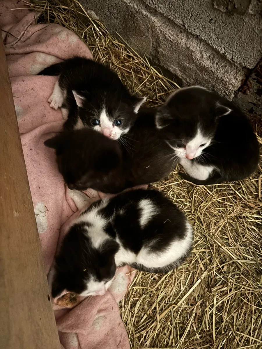 Kittens, just 1 male (all black) remaining - Image 2