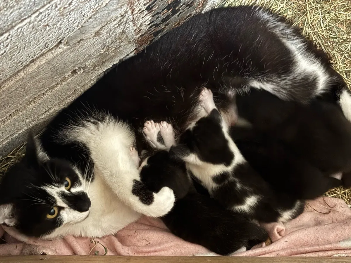 Kittens, just 1 male (all black) remaining - Image 4