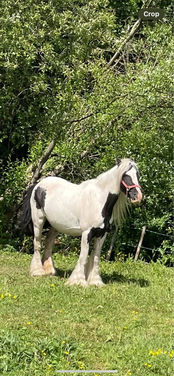 Seven-year-old mare ready to foal - Image 1