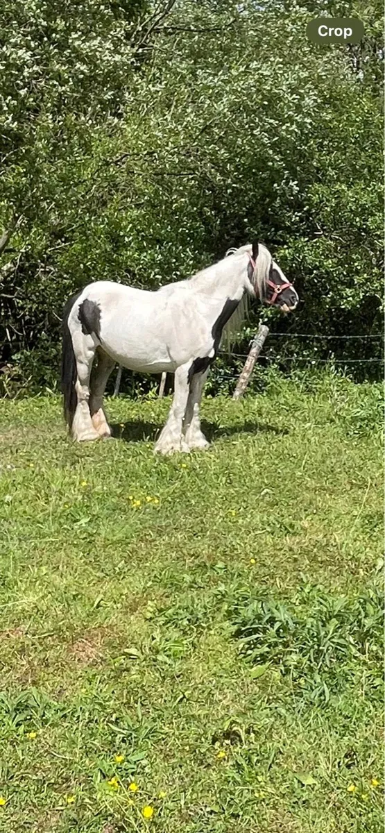 Seven-year-old mare ready to foal - Image 2