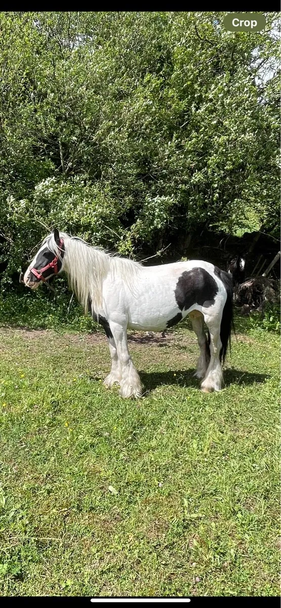 Seven-year-old mare ready to foal - Image 3