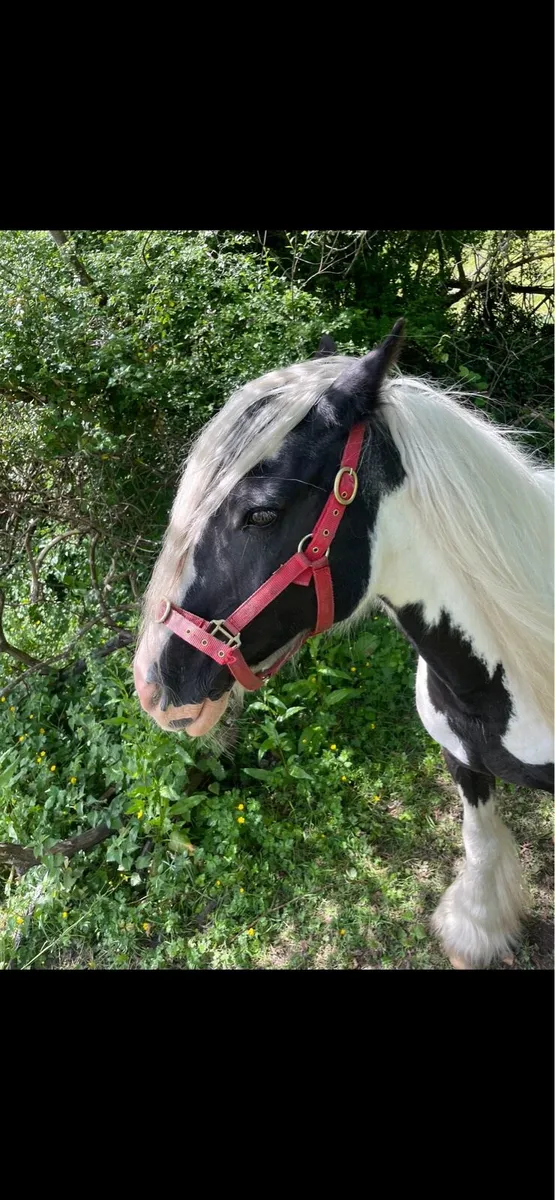 Seven-year-old mare ready to foal - Image 4
