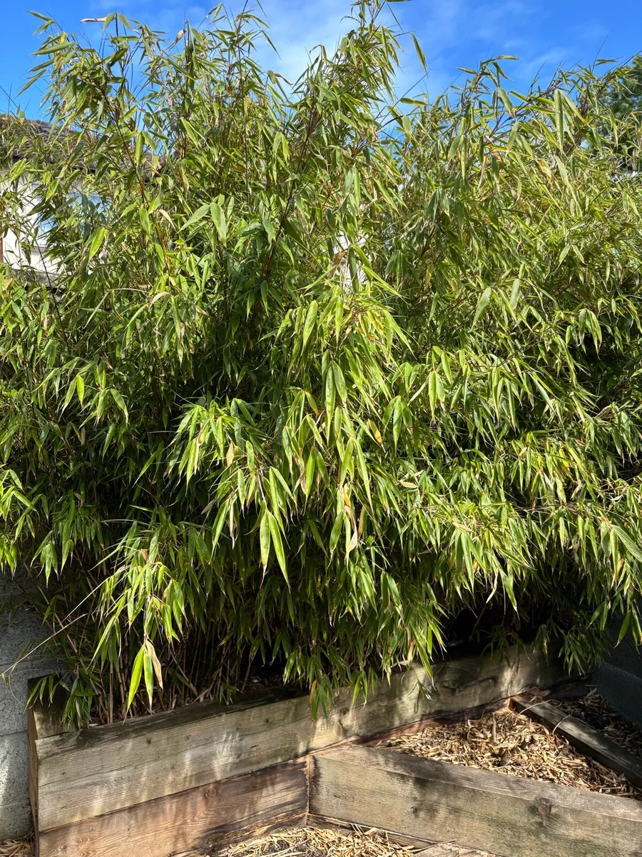 Rufa Bamboo non-invasive - Image 1