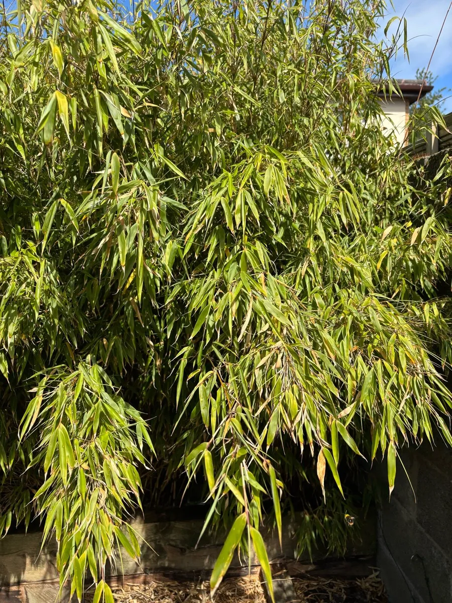 Rufa Bamboo non-invasive - Image 2