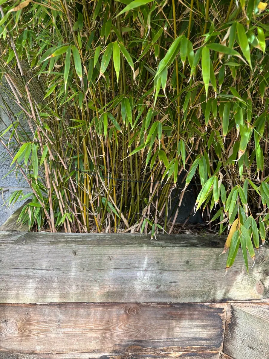 Rufa Bamboo non-invasive - Image 4