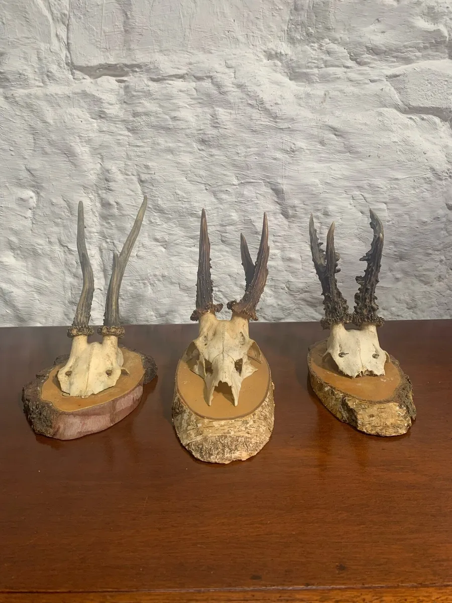 A set of 3 small mounted antlers. - Image 1