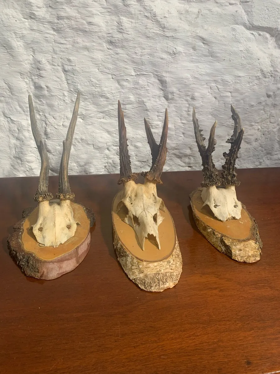 A set of 3 small mounted antlers. - Image 2