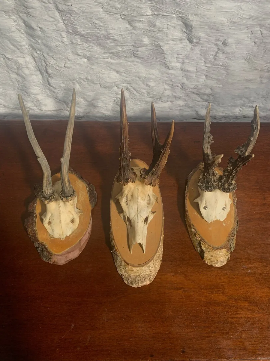 A set of 3 small mounted antlers. - Image 3