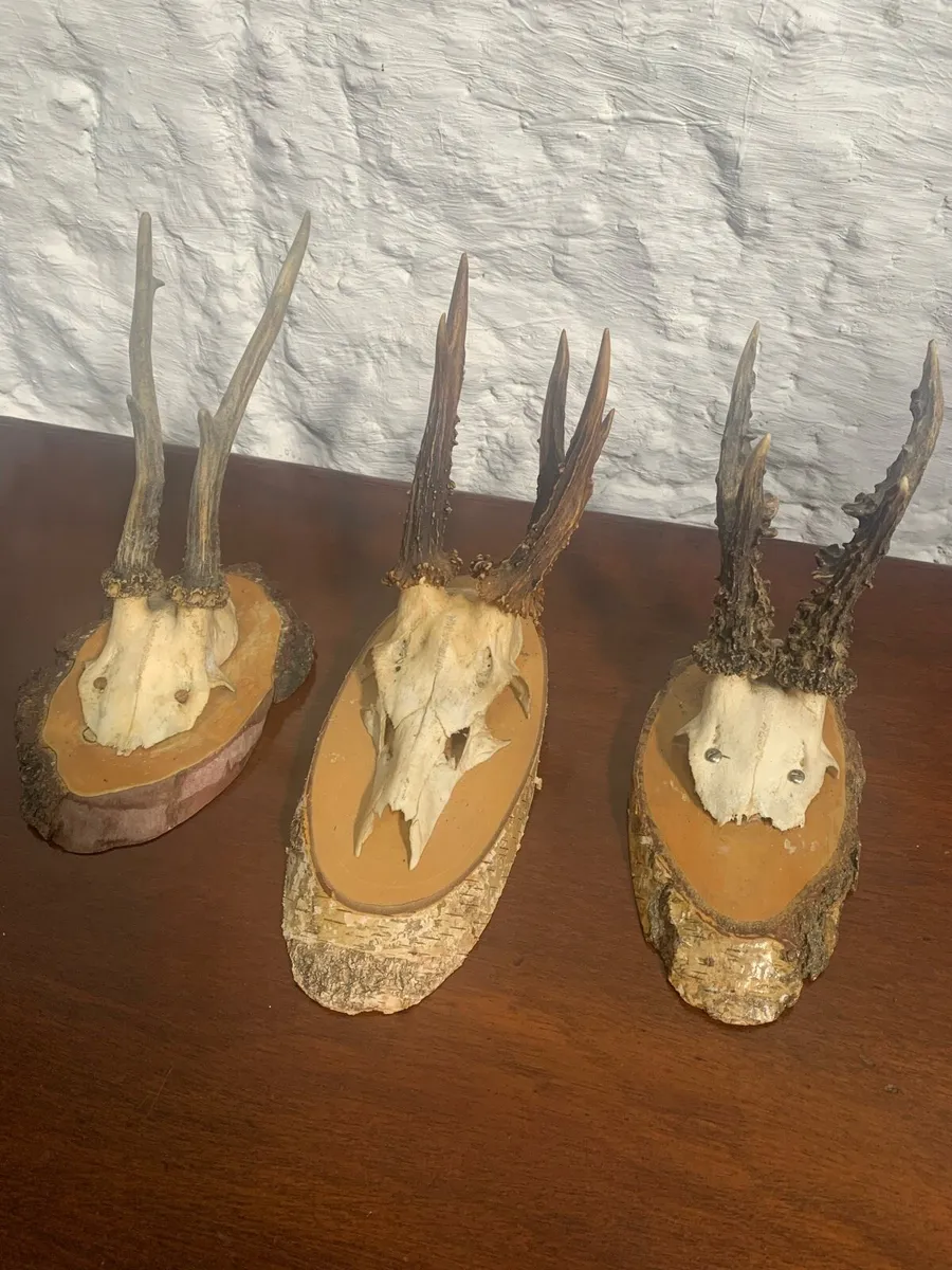 A set of 3 small mounted antlers. - Image 4