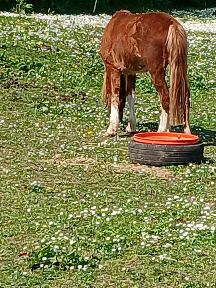 Little 12hh show pony.....ridden and driven - Image 2