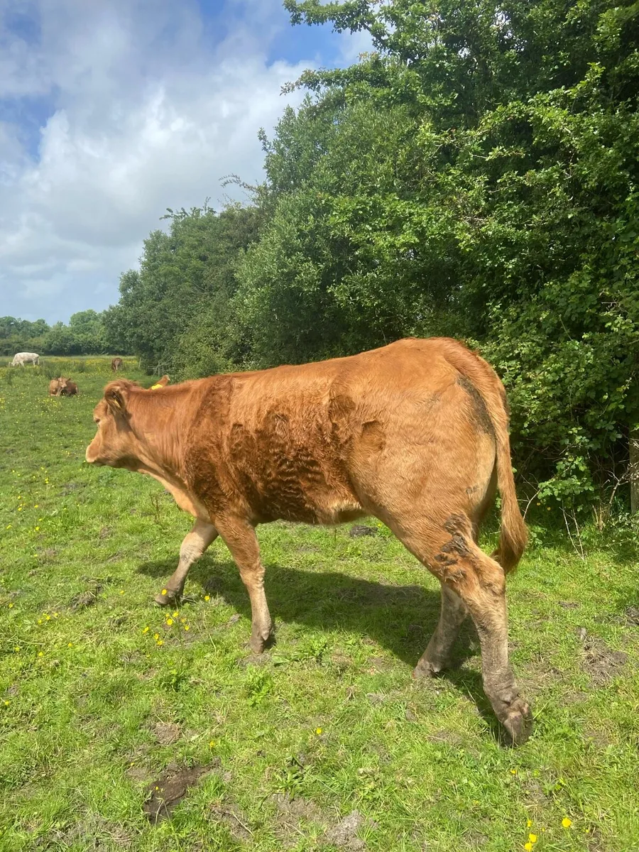 PBR 4&5* Shorthorn and Limousin Heifers - Image 3