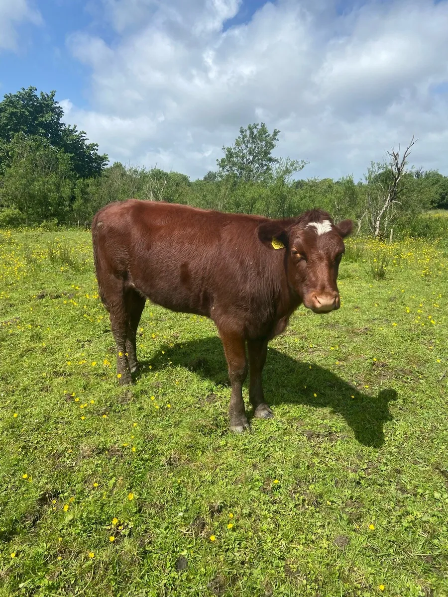 PBR 4&5* Shorthorn and Limousin Heifers - Image 2