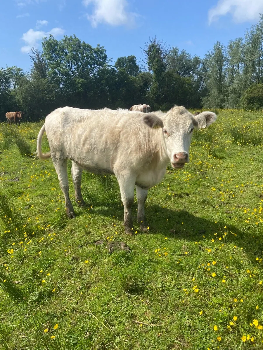 PBR 4&5* Shorthorn and Limousin Heifers - Image 4