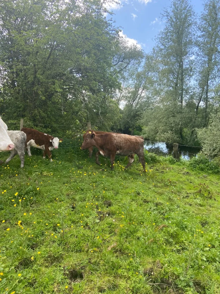 PBR 4&5* Shorthorn and Limousin Heifers - Image 1