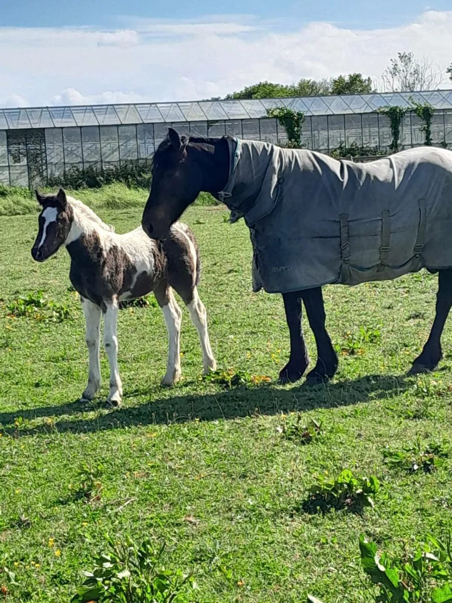 Mare and filly foal - Image 1