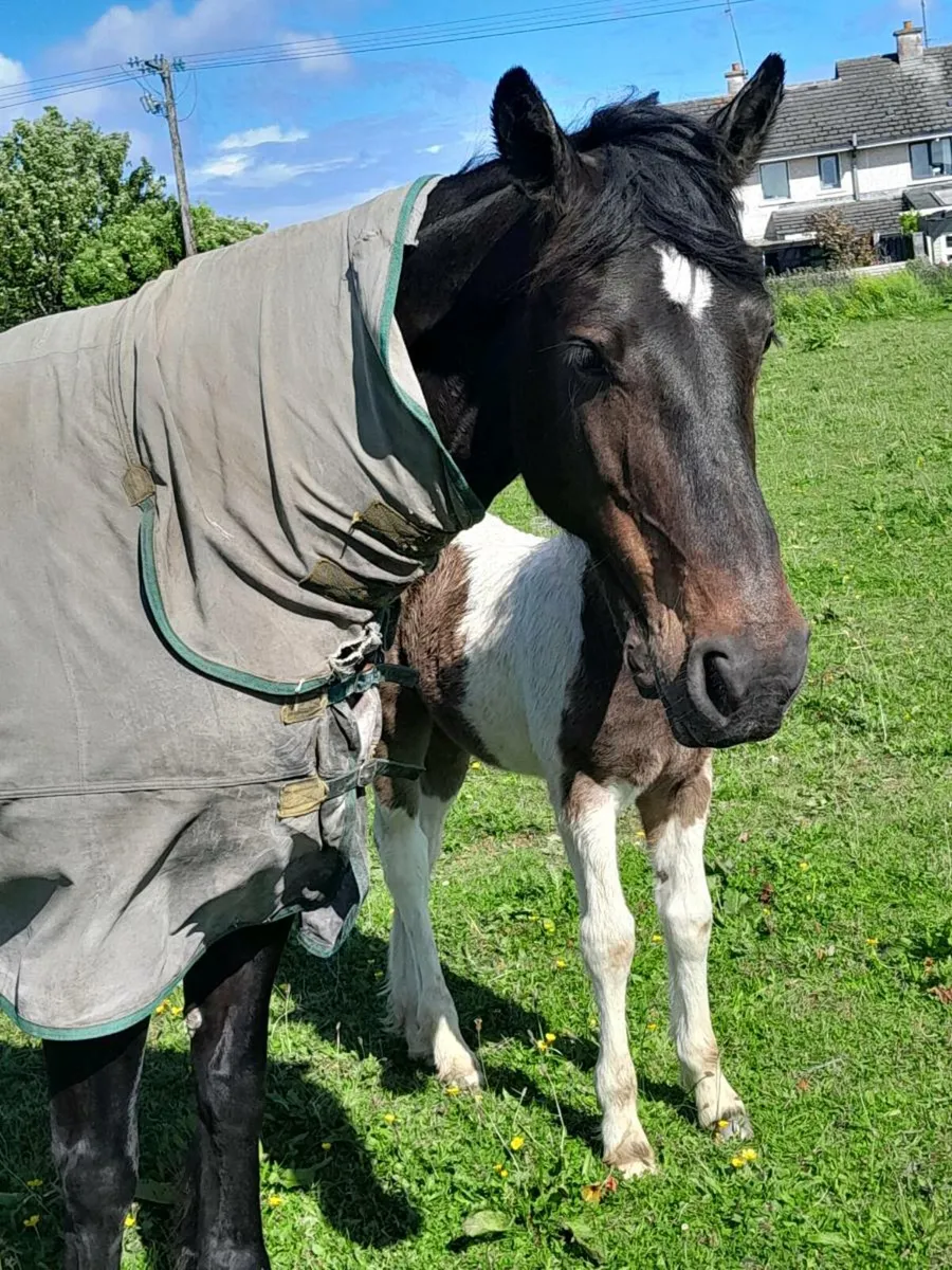 Mare and filly foal - Image 3