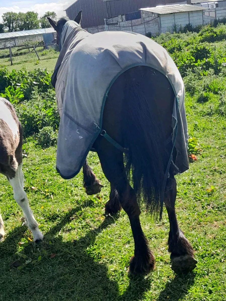 Mare and filly foal - Image 4