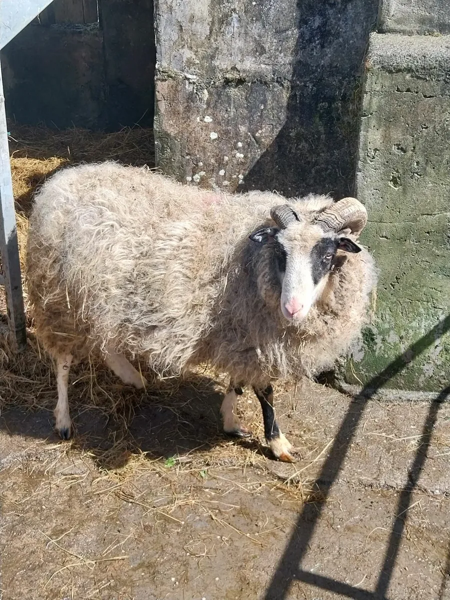 Ram 3 year old - Image 1