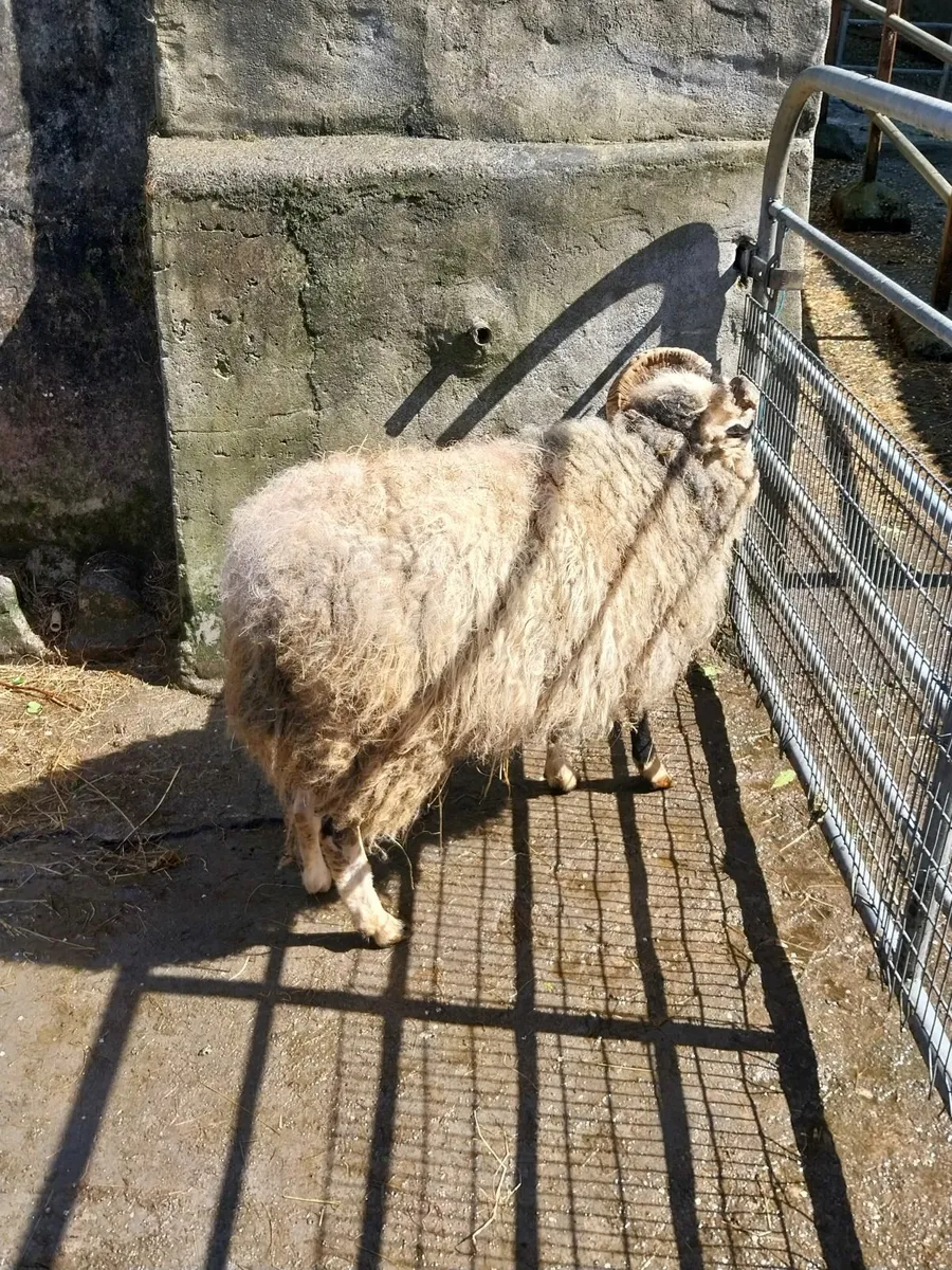 Ram 3 year old - Image 3
