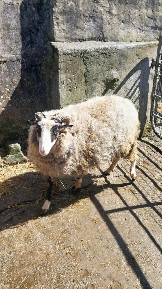 Ram 3 year old - Image 4