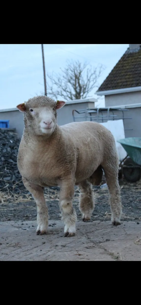 Pedigree Dorset Ram lamb