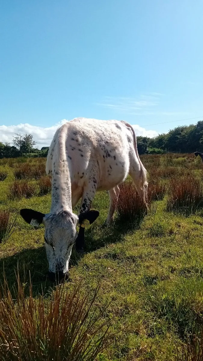 Speckle park heifer with angus calf at foot - Image 2