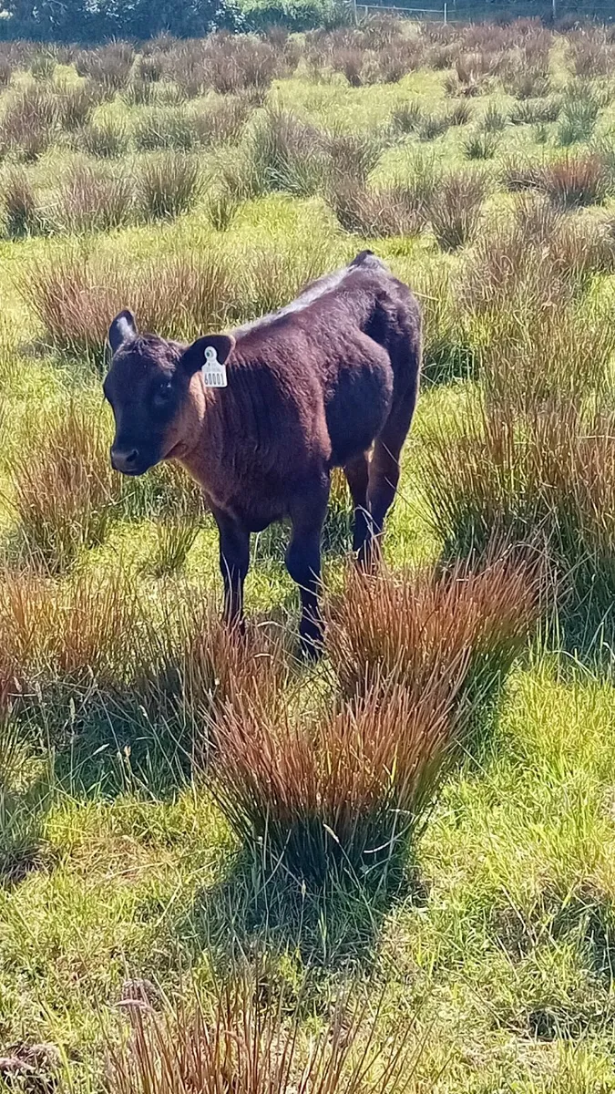 Speckle park heifer with angus calf at foot - Image 3