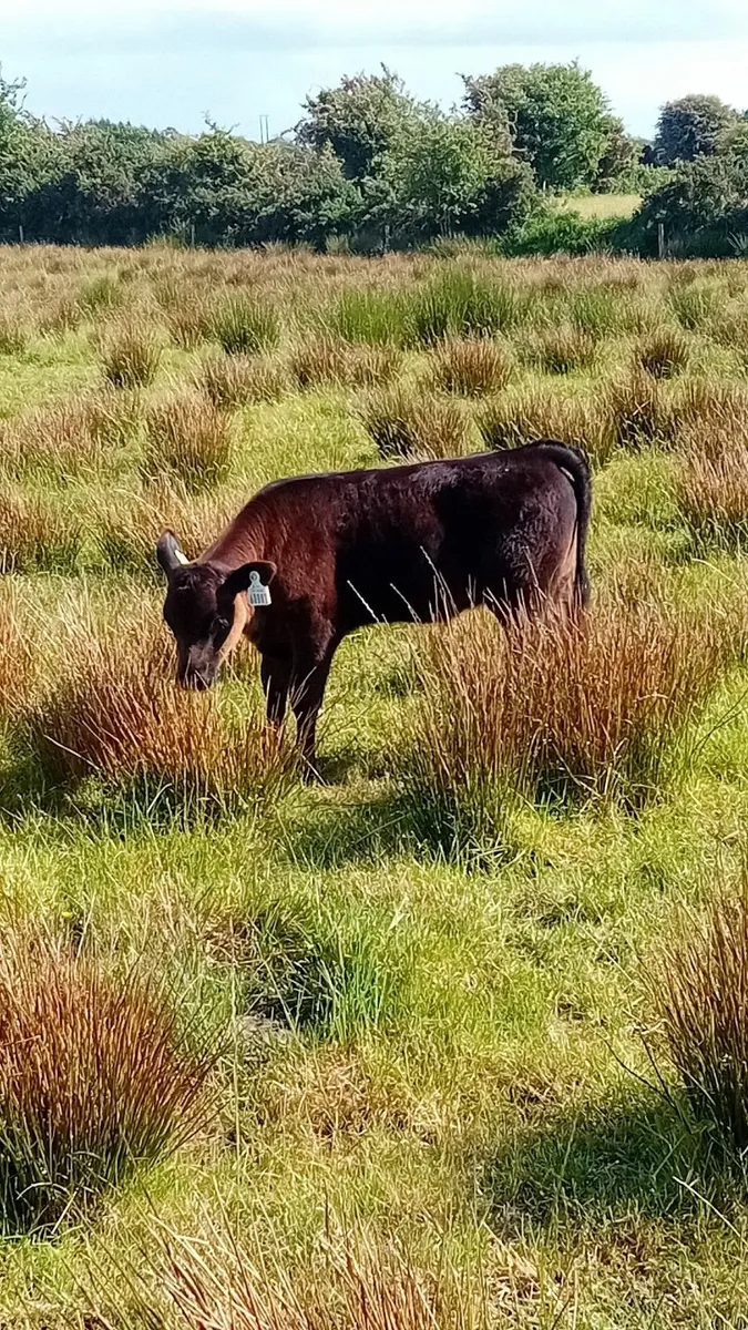 Speckle park heifer with angus calf at foot - Image 4