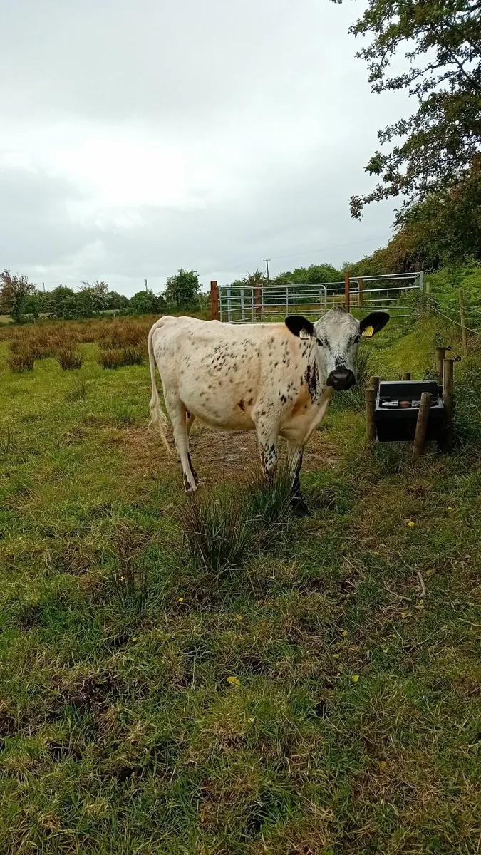 Speckle park heifer with angus calf at foot - Image 1