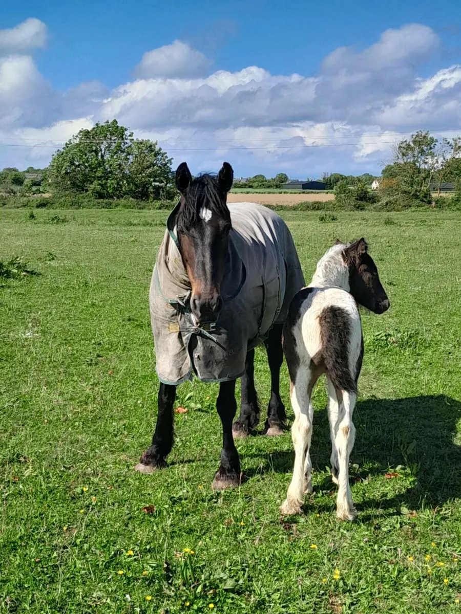 Mare and filly foal - Image 2