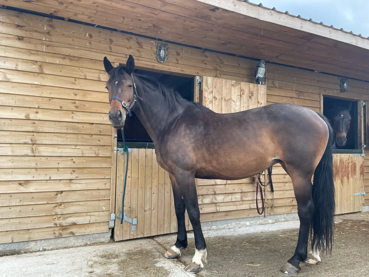 Traditional bred Mare - Image 2
