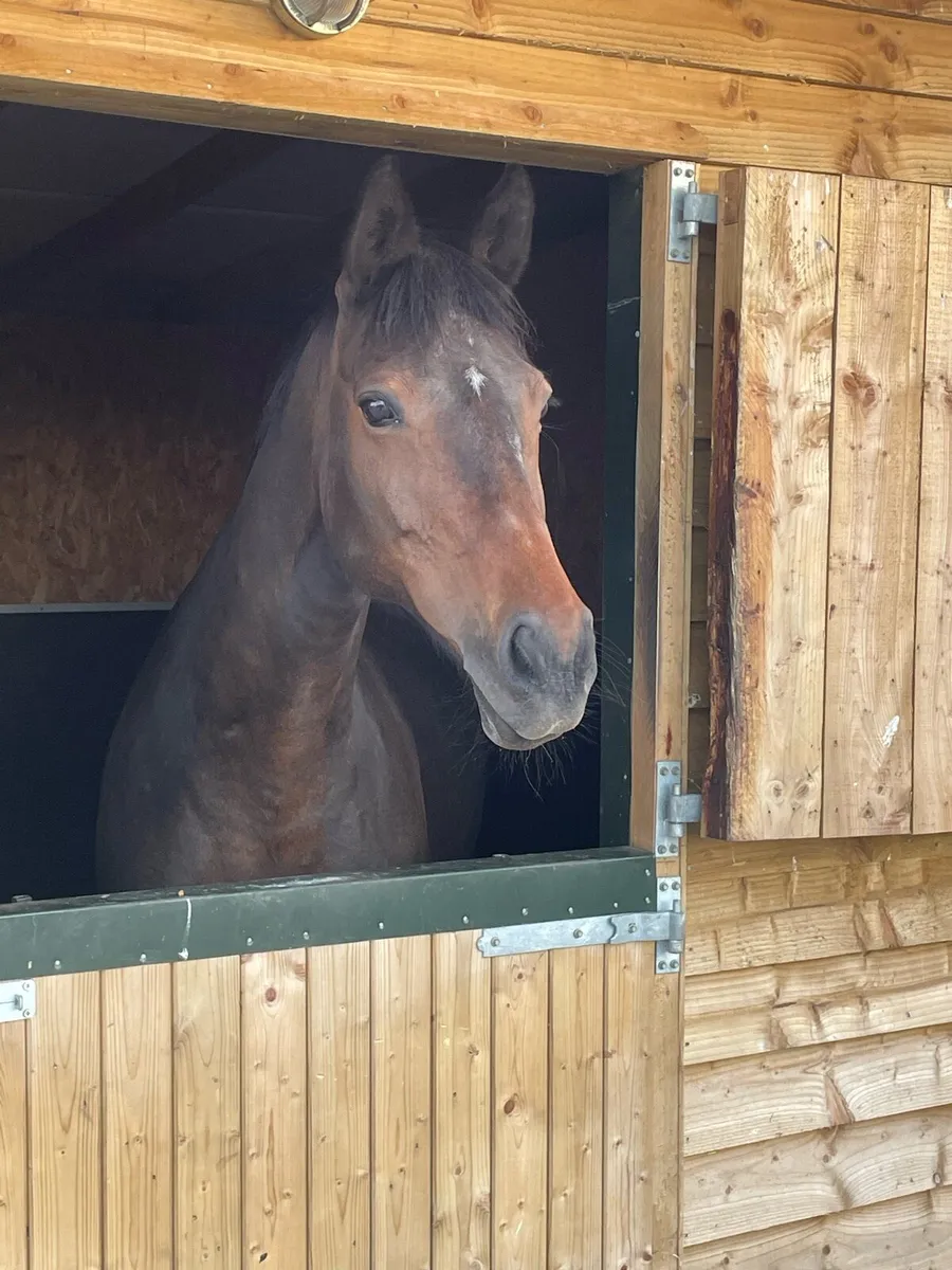 Traditional bred Mare - Image 1