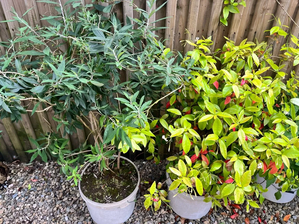 Two plants in the buckets - Image 1