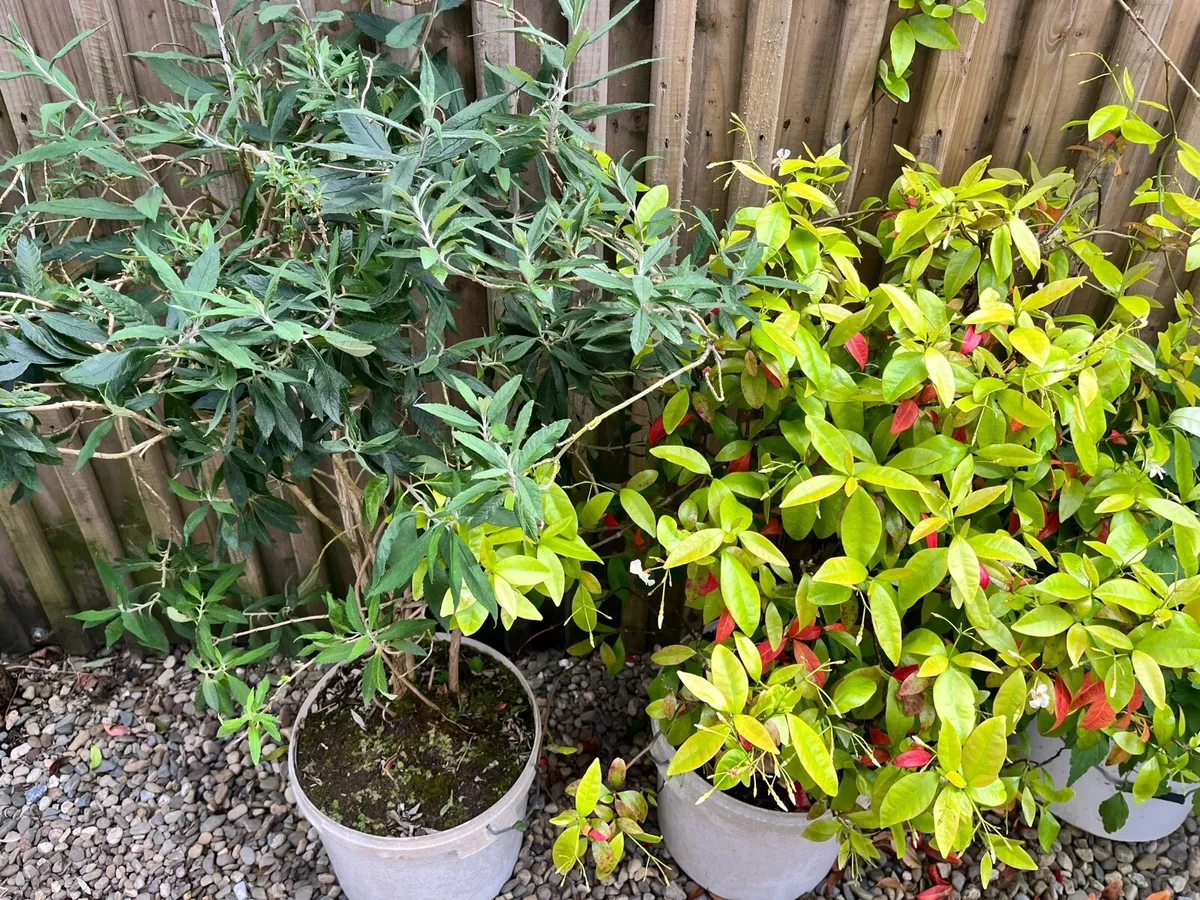 Two plants in the buckets - Image 2