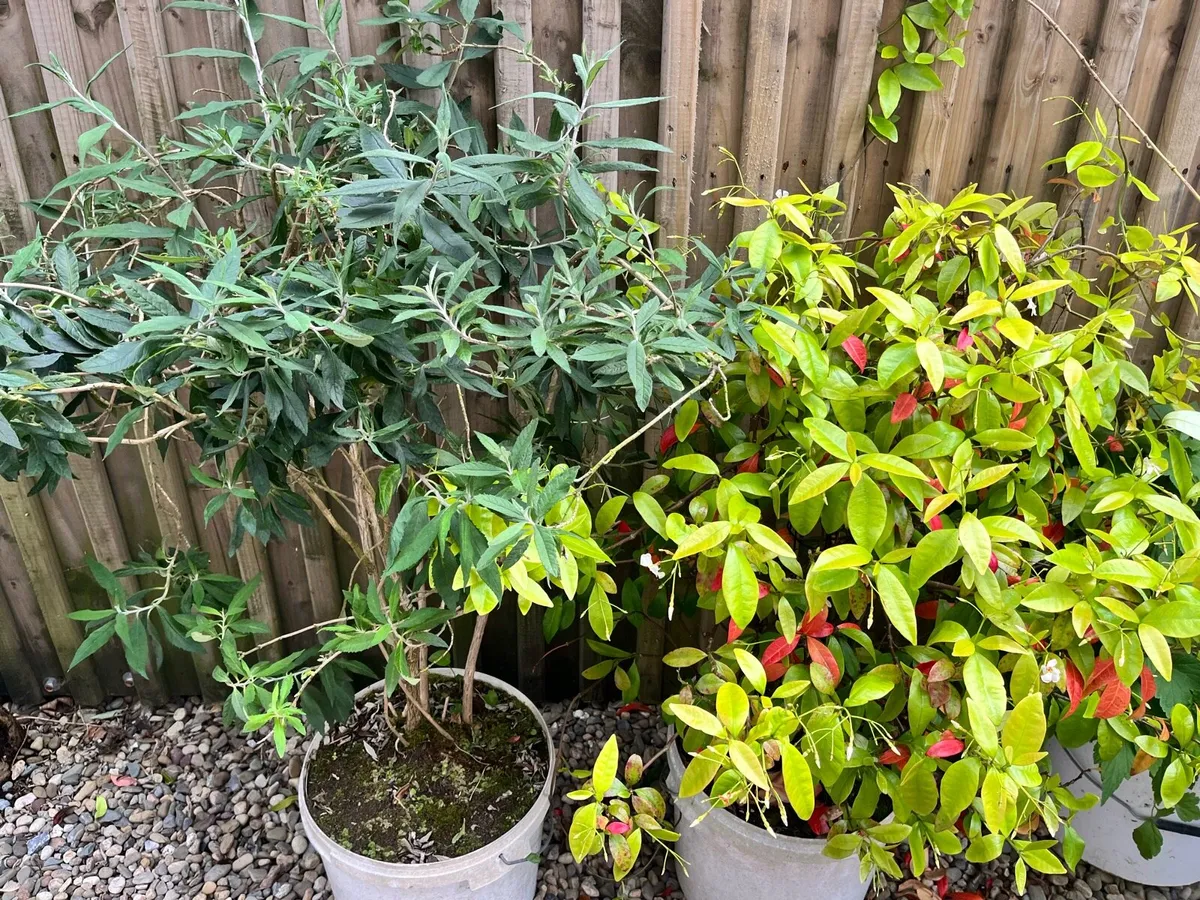 Two plants in the buckets - Image 3