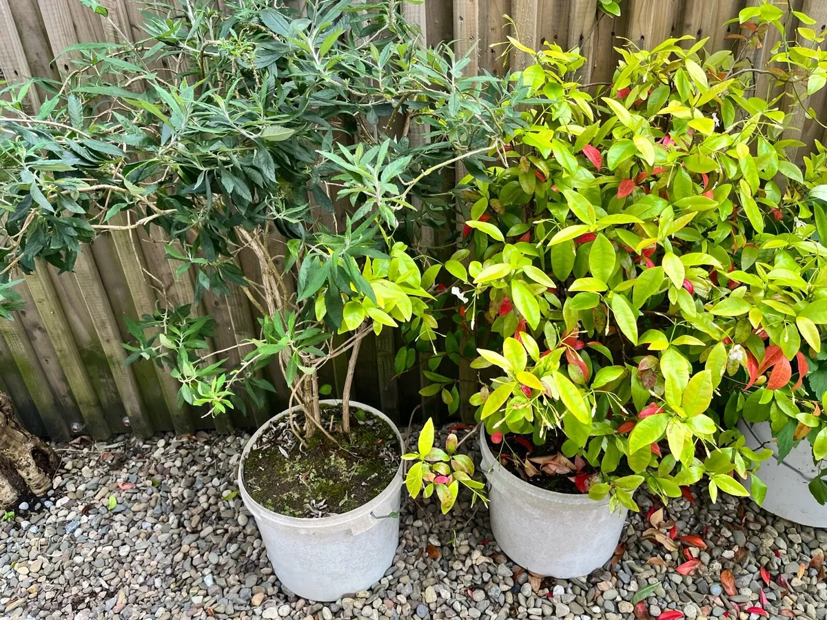 Two plants in the buckets - Image 4