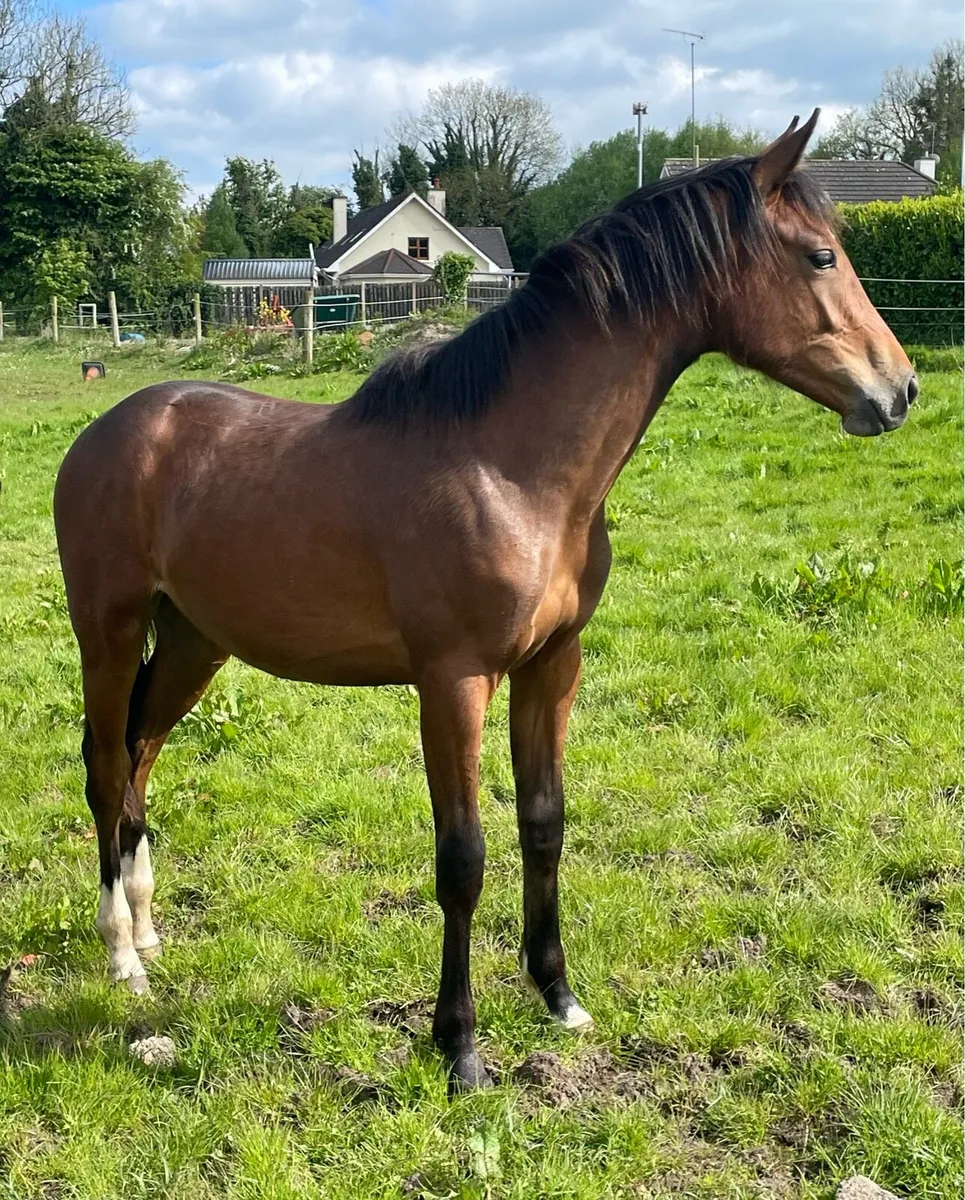 Traditional bred Mare - Image 4