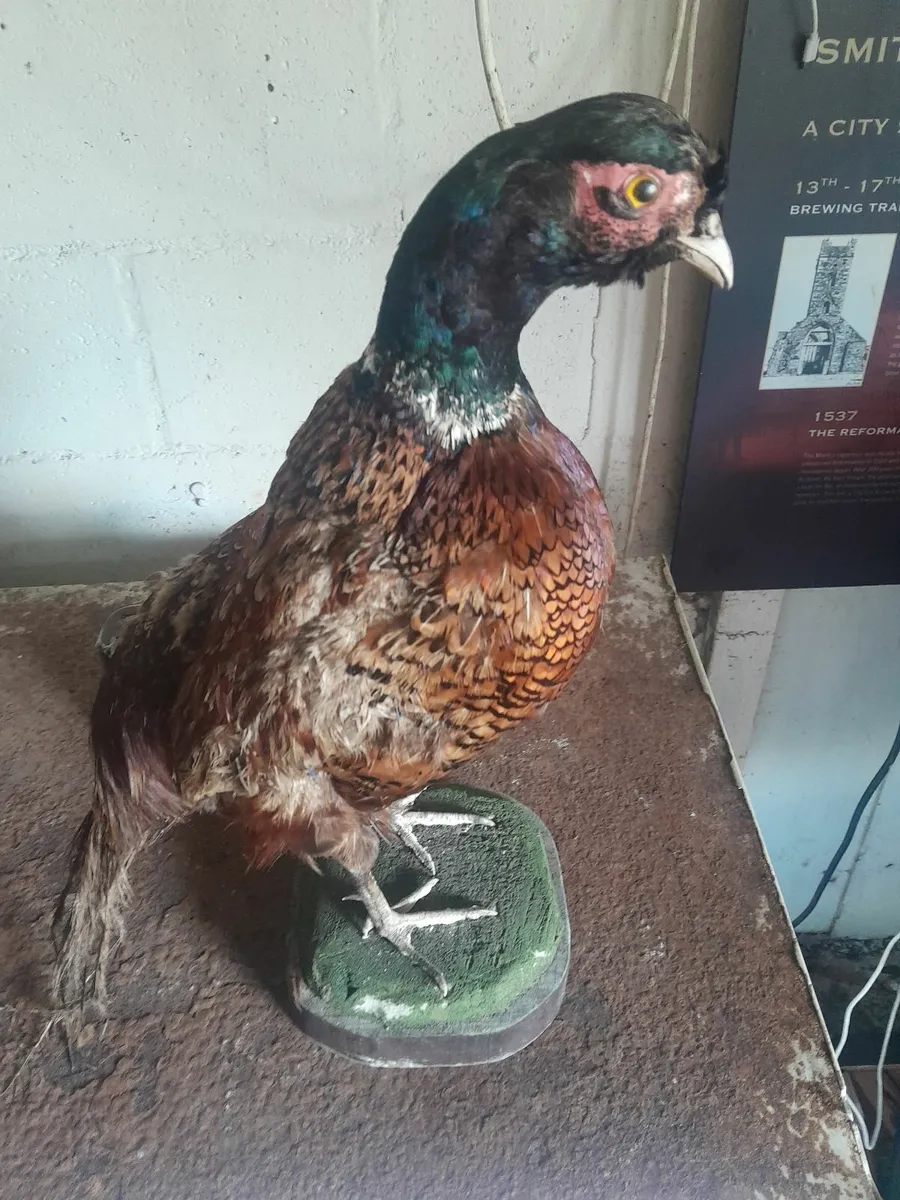 Vintage  taxidermy  phenest - Image 1