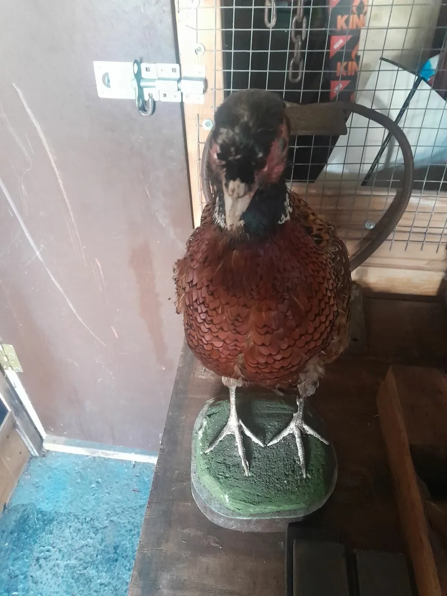Vintage  taxidermy  phenest - Image 3
