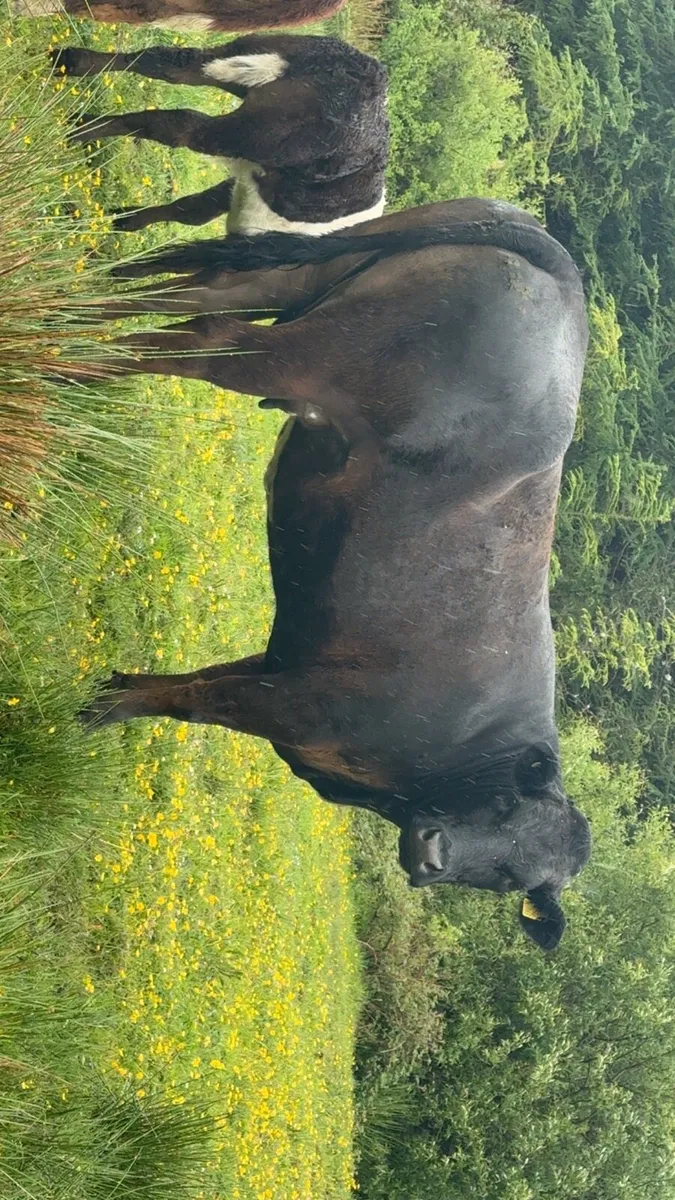3 quality cows with calve/ due to calve - Image 1
