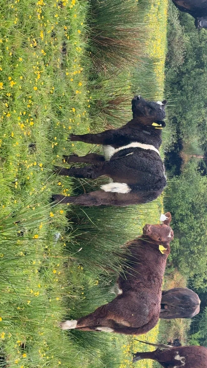 3 quality cows with calve/ due to calve - Image 2