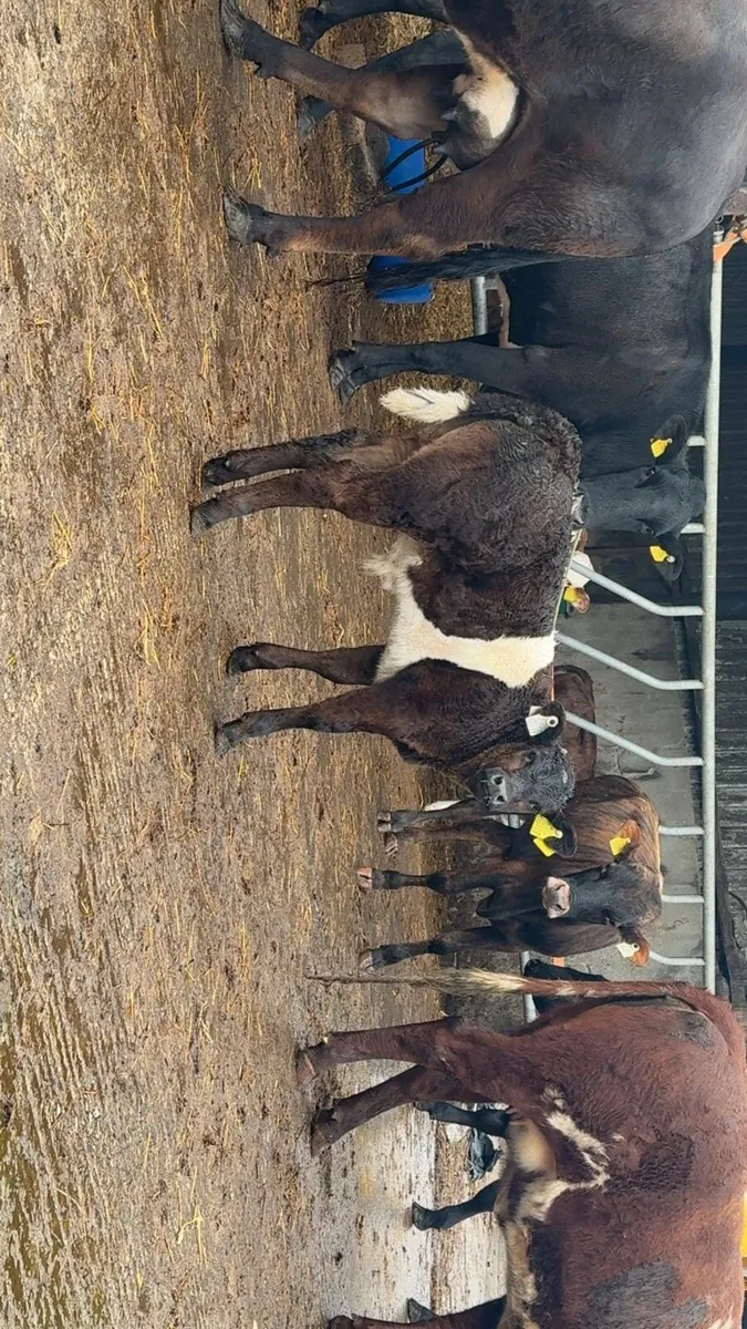 3 quality cows with calve/ due to calve - Image 3