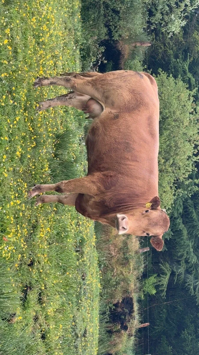 3 quality cows with calve/ due to calve - Image 4