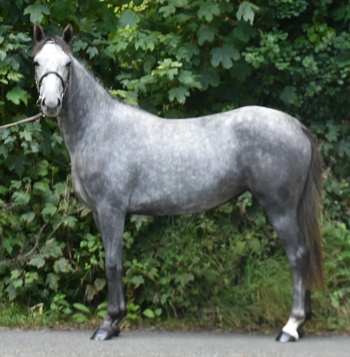 POTENTIAL TOP TRACK SHOWJUMPING PONY - Image 1