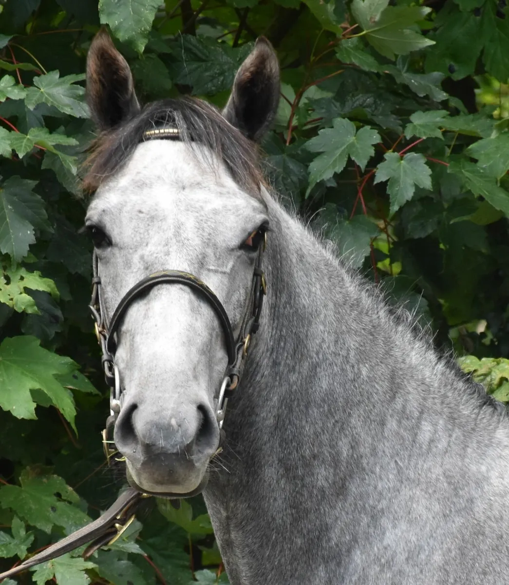 POTENTIAL TOP TRACK SHOWJUMPING PONY - Image 2